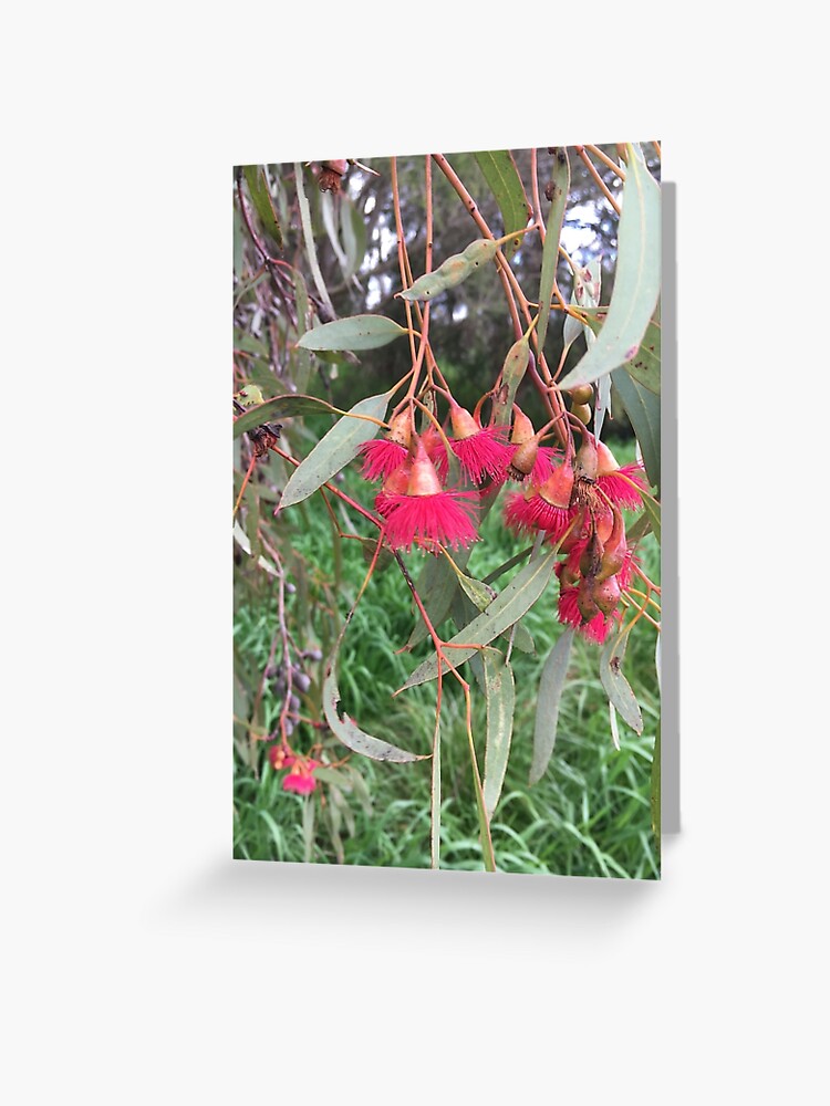 Flowering Gum 5x7 Greeting Card