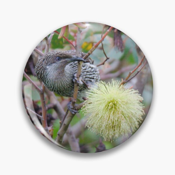 Item preview, HONEYEATER ~ Little Wattlebird mgoxv6mw por David Irwin 06012021 designed and sold by tasmanianartist.