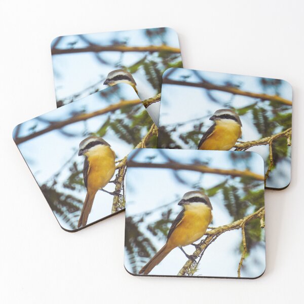 Item preview, Brown Shrike designed and sold by Maduka Karunatilaka.