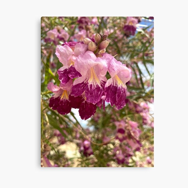 Desert Willow Blooms Up Close Canvas Print