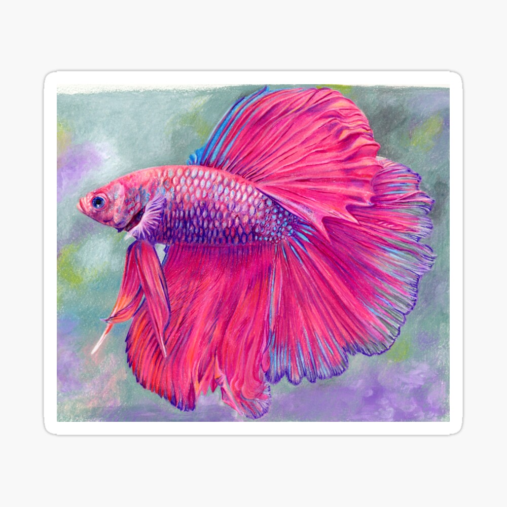 pink betta fish for sale