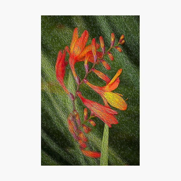 Item preview, Montbretia, the fire plant designed and sold by MichaelTerryArt.