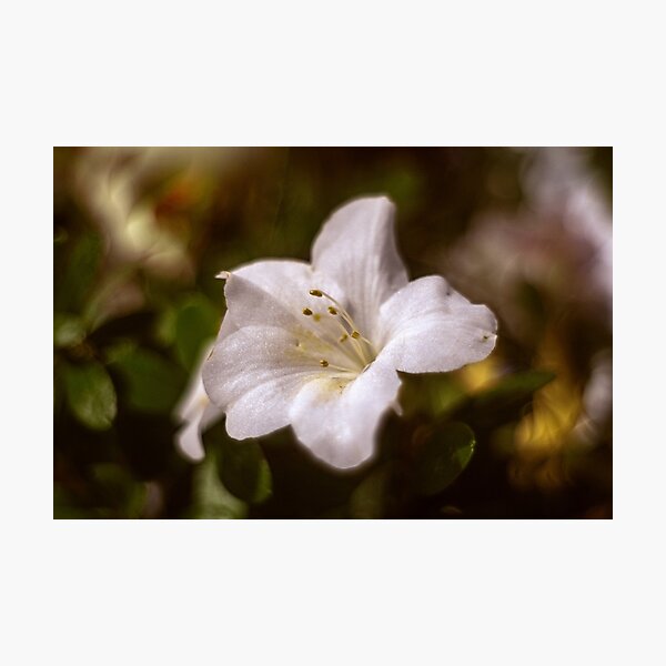 Vintage Azalea Photographic Print