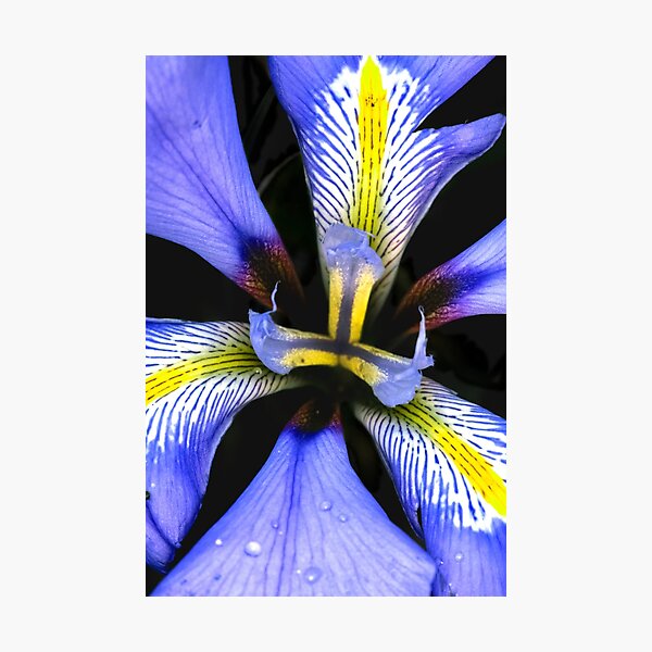 Winter Bulb Photographic Print
