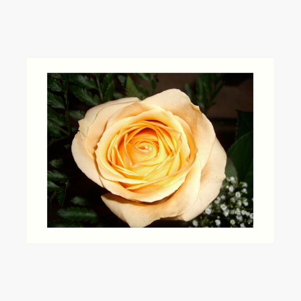 Only a Rose, Vancouver, BC Art Print