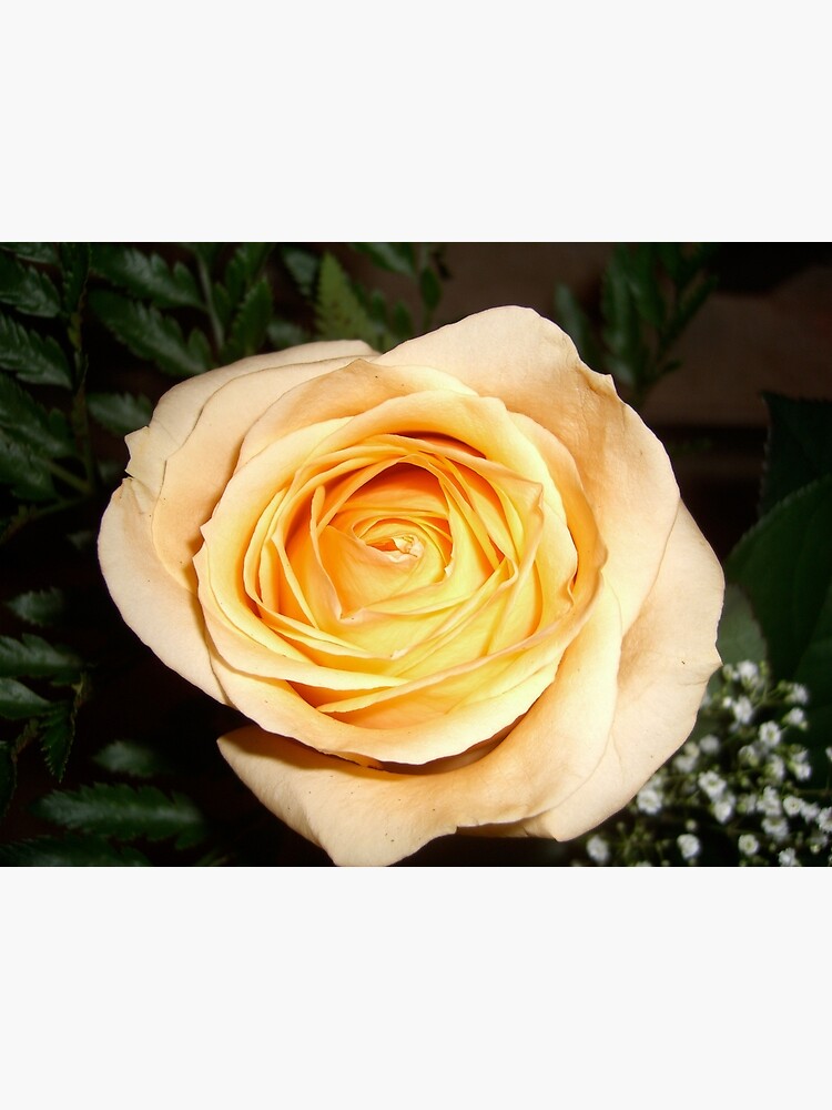 Only a Rose, Vancouver, BC by leemcintyre