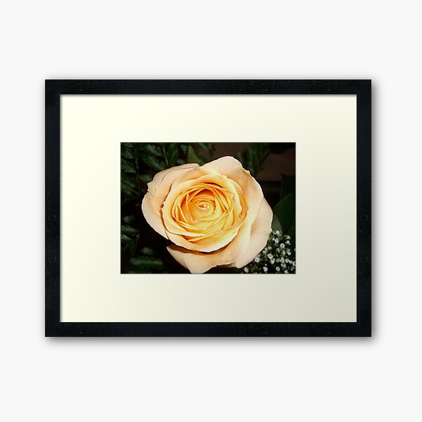 Only a Rose, Vancouver, BC Framed Art Print