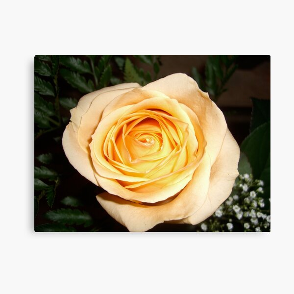 Only a Rose, Vancouver, BC Canvas Print
