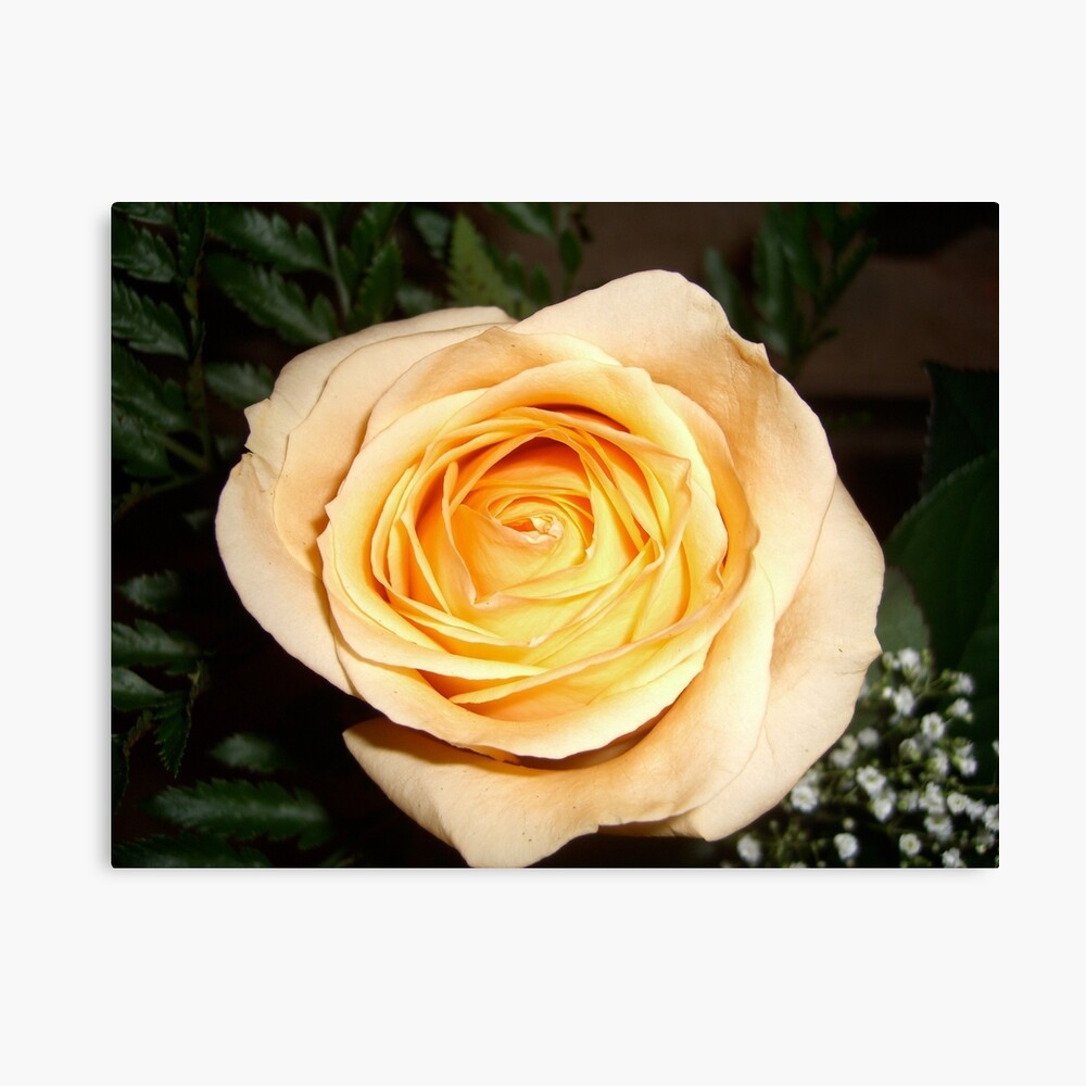 Only a Rose, Vancouver, BC Canvas Print