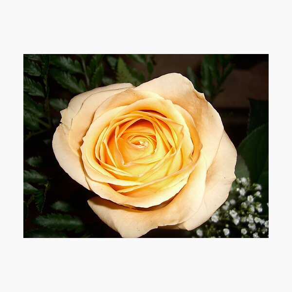 Only a Rose, Vancouver, BC Photographic Print