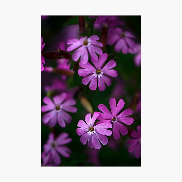 Purple Daisies Photographic Print