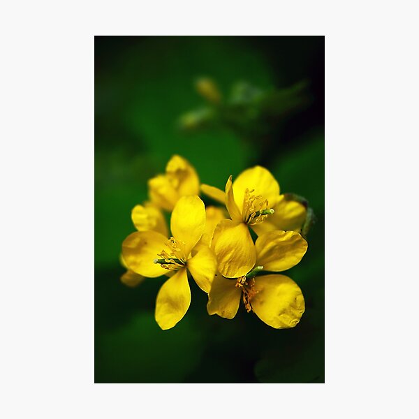 Yellow Flowers Photographic Print