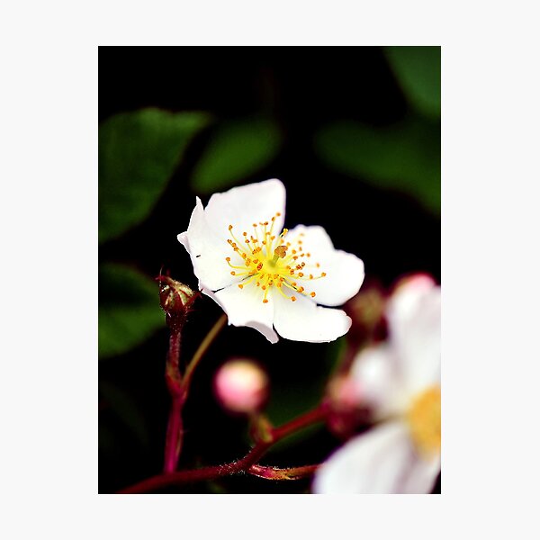 Small Flowers Photographic Print