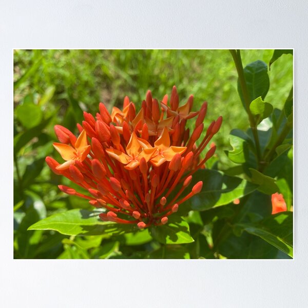 Item preview, Orange Jungle Geranium Flowers designed and sold by Sinemathk.