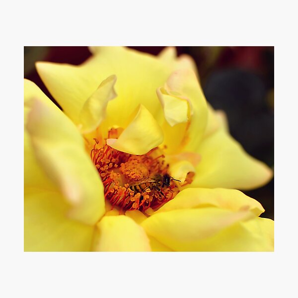 Yellow Rose Photographic Print