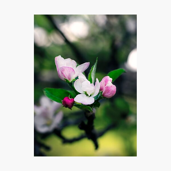 Small Flowers Photographic Print