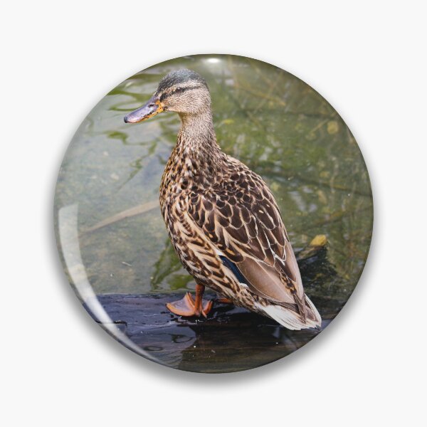Item preview, Female Mallard Resting on Log  designed and sold by ASWildlifePhoto.