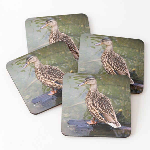 Item preview, Female Mallard Resting on Log  designed and sold by ASWildlifePhoto.