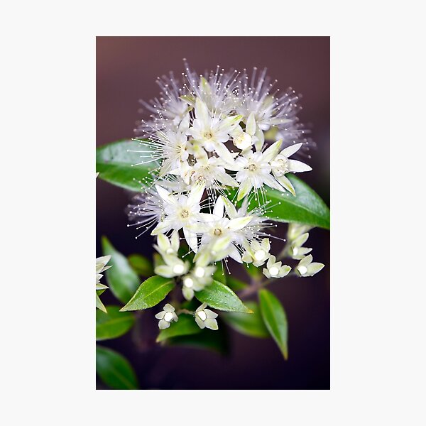Flower burst Photographic Print
