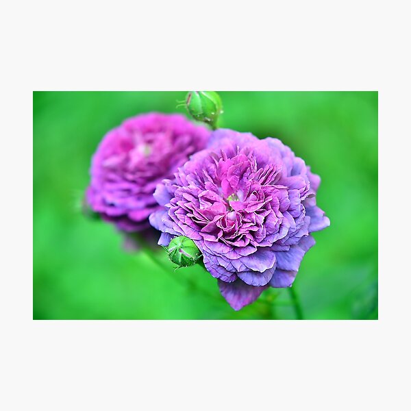 Line of roses Photographic Print