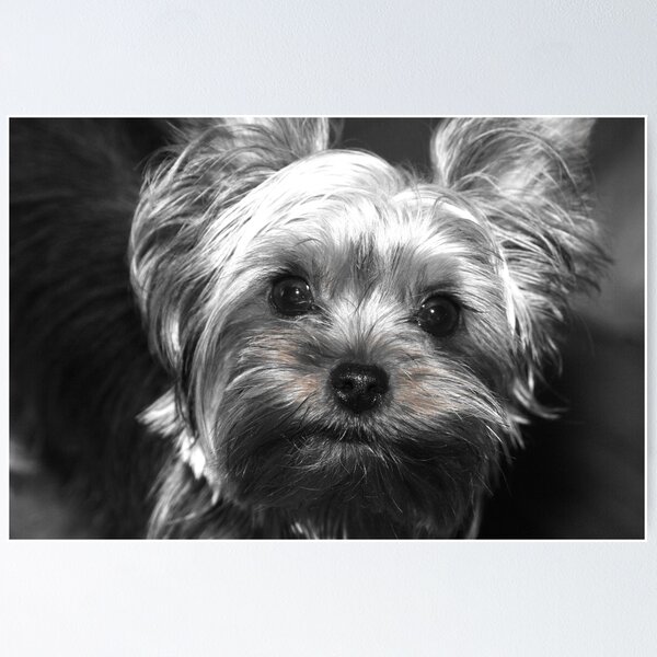Item preview, my baby bella designed and sold by paul gavin.