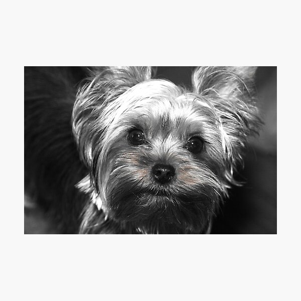 Item preview, my baby bella designed and sold by paul gavin.