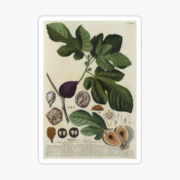 Ficus Print Sticker