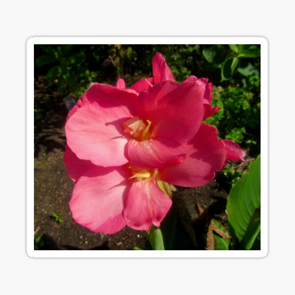 Item preview, Beautiful pink flower designed and sold by Shulie1.