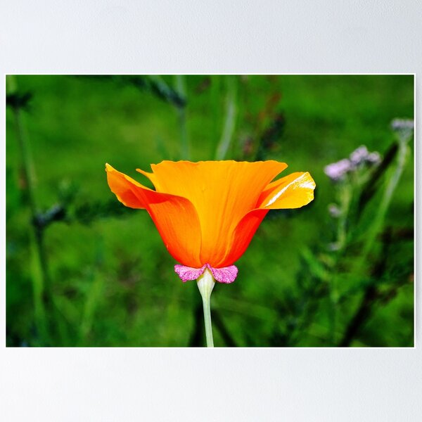 Item preview, California Poppy designed and sold by Barrie Woodward.