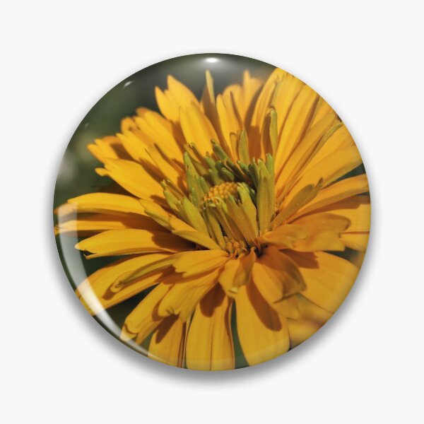 Item preview, Venus False Sunflower (Heliopsis helianthoides 'Venus') designed and sold by Kathleen Daley.
