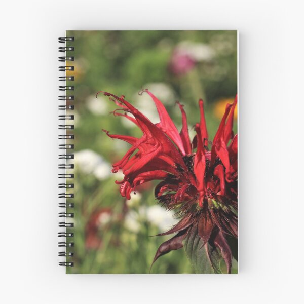 Item preview, Scarlet Beebalm (Monarda didyma L.) designed and sold by Kathleen Daley.