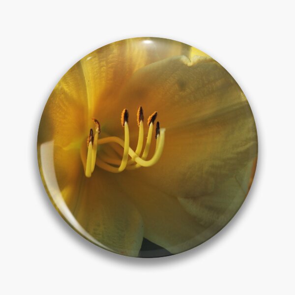 Item preview, Happy Returns Daylily (Hemerocallis ‘Happy Returns’) designed and sold by Kathleen Daley.