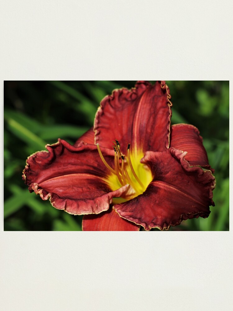 Lámina fotográfica «Azucena roja (Hemerocallis)» de KatiesCorner | Redbubble