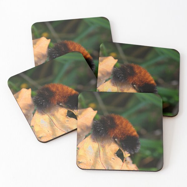 Item preview, From a Bear to a Tiger! designed and sold by chstudios.