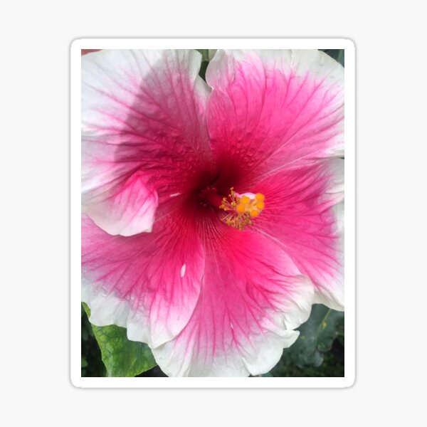 Hibiscus in PVR Sticker