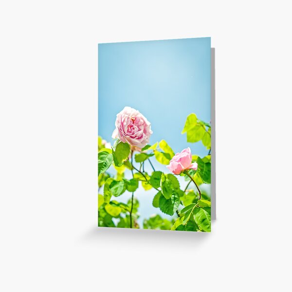 Diana Greeting Card