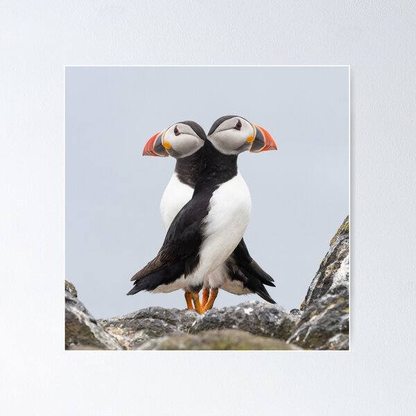 Item preview, Double Puffin! designed and sold by Kay Roxby.