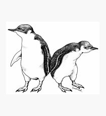 Little Blue Penguins - smallest penguin in the world! Photographic Print