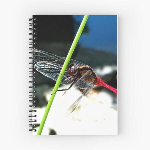 Aperçu de l'œuvre Dragon FLY créée et vendue par Elite Images McDonald & Macaulay.