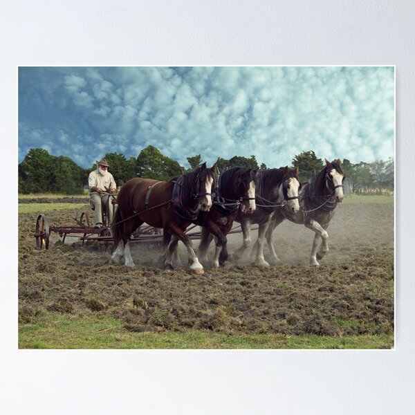 Item preview, Working Horses in Korumburra designed and sold by Bev Pascoe.