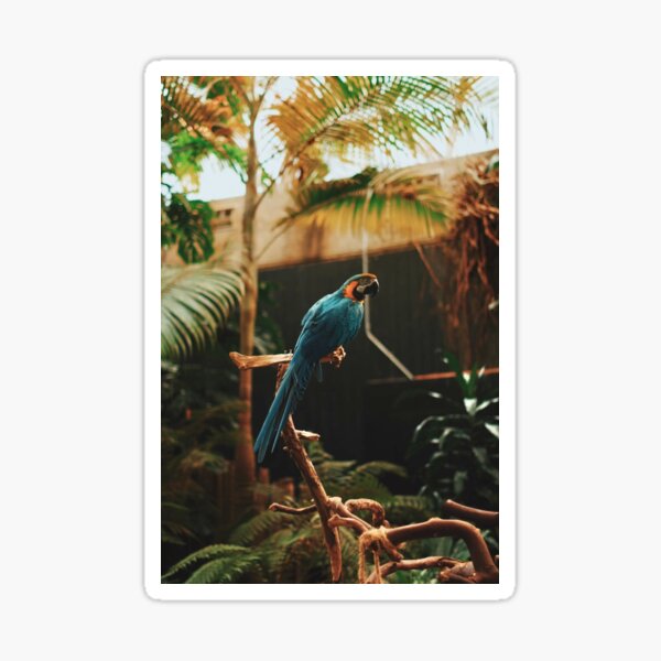 Item preview, Blue macaw  designed and sold by Rbryan 262018.