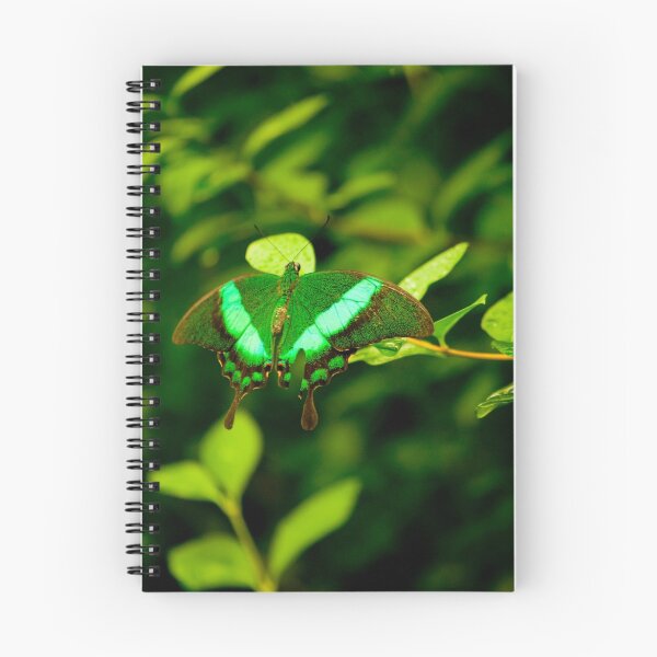 Aperçu de l'œuvre Papillon vert moucheté créée et vendue par Animoia.