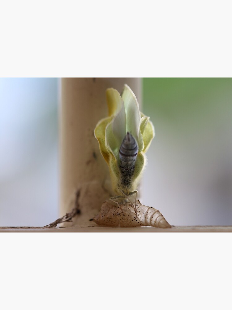 "butterfly just emerged from its chrysalis" Poster for Sale by