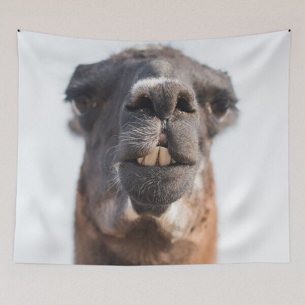 Item preview, Hey This Is A Llama, Not An Alpaca! - Grumpy Funny Face on A Farm Chewing Grassroots - Funny Llama Face designed and sold by sthNnth.