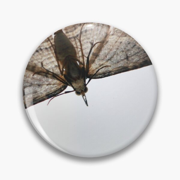 Item preview, backlit, moth,   designed and sold by SarahDownunder.