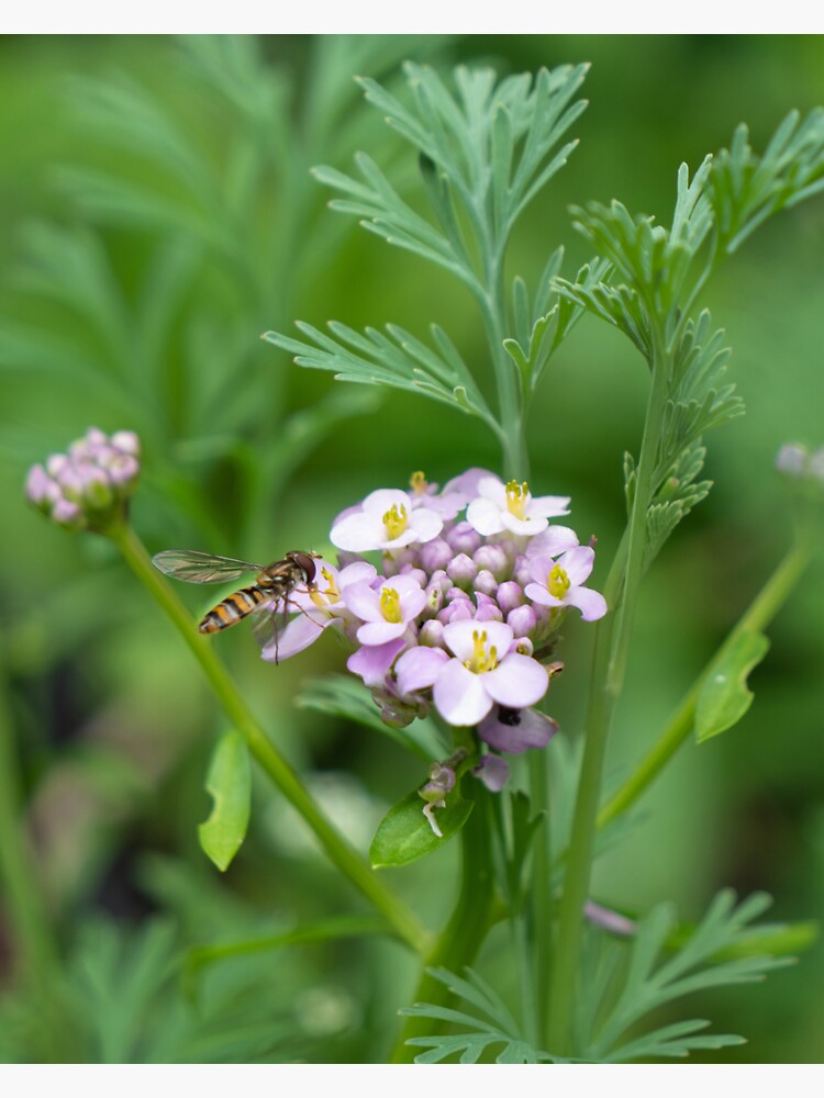 Close up of a honey bee by santoshputhran