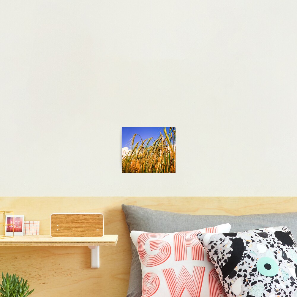 Golden Harvest Photographic Print