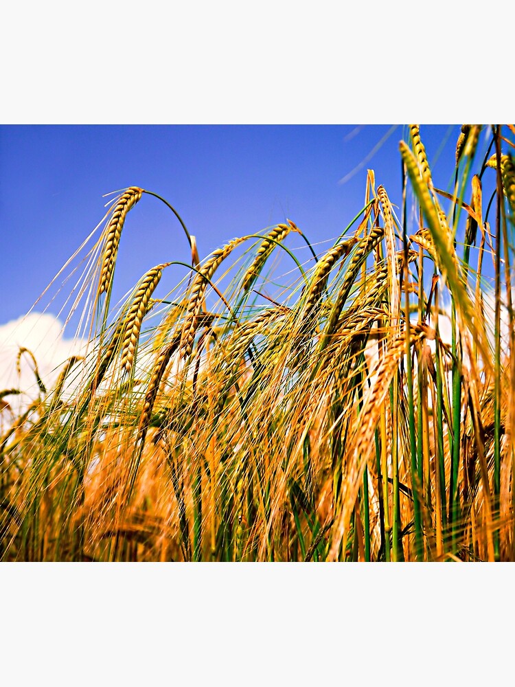 Golden Harvest by ScenicViewPics
