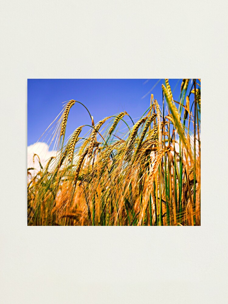 Alternate view of Golden Harvest Photographic Print