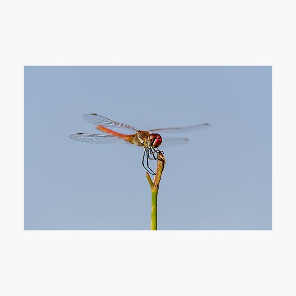 How to train your dragonfly Photographic Print